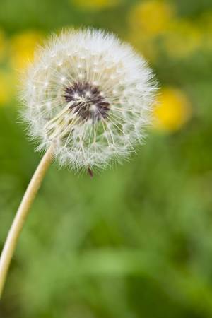 Dandelion Macro View of Bloom. Focus to show edges of seed ballの写真素材