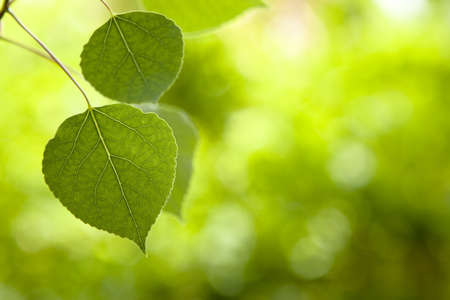 Aspen Leaves Selective Focus. Focus on edge of leaf with soft green hue bokeh in backgroundの写真素材