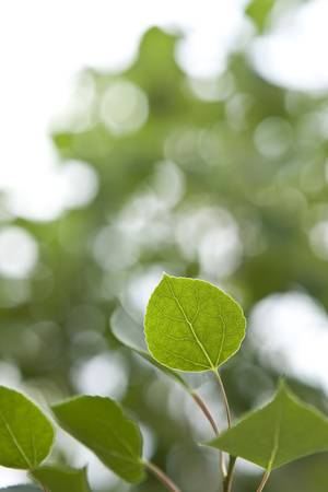 Aspen Leaves with Blurred Background. Perfect bokeh with bright skyの写真素材
