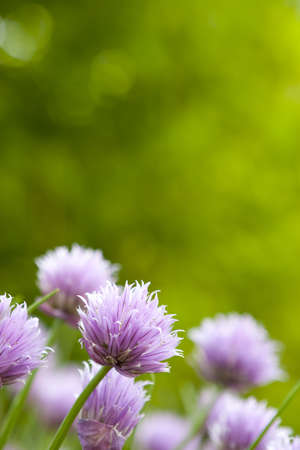 Chive Blossoms with extreme selective focus on single bloomの写真素材