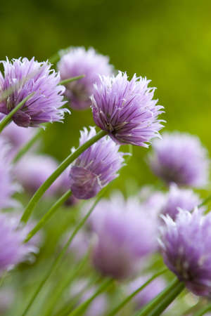 Chive Blossoms with extreme selective focus on single bloomの写真素材