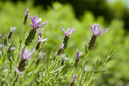 French Lavendar Bloom Detail. Close up with focus on single bloomの写真素材