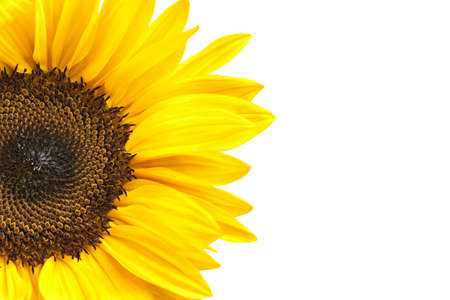 Partial view of sunflower head isolated on white background. Focus at center of flower.の写真素材