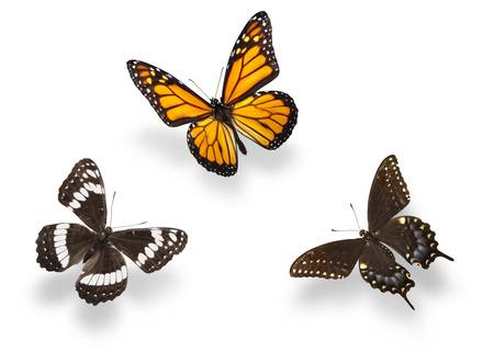 Three butterflies isolated with soft shadows. Studio shot.の写真素材