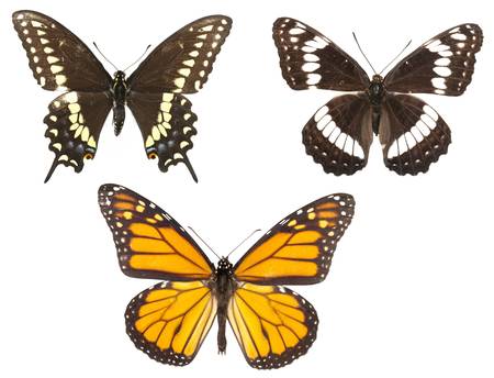 Three butterflie types isolated on white background. Each with wing in ciritical focus.の写真素材