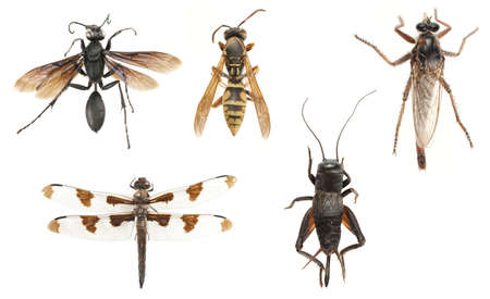 Five insects isolated on white background. Studio shot wasp, yellow jacket, fly, dragonfly and cricket.の写真素材