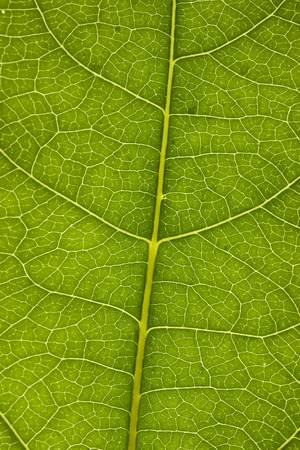 Leaf close up texture. Shallow depth of field with main vein clear.