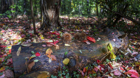 Autumn Landscapes - Red leaves and chestnut hedgehogs in the woods