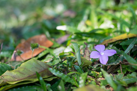 Lonely flower in the middle of the forest in grassの写真素材