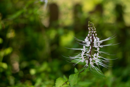 Image of beautiful white flower in the gardenの写真素材