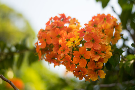 Best photo of flowers for postcard