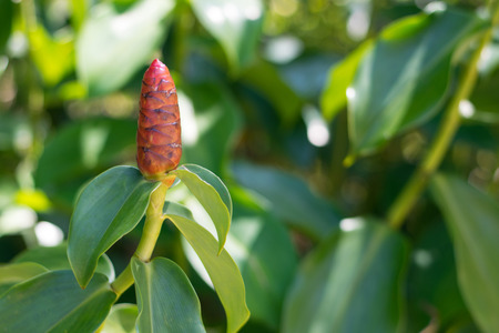 Exotic tropical flower in the greenの写真素材