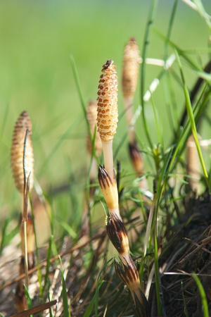 spring shoots of horsetail の写真素材