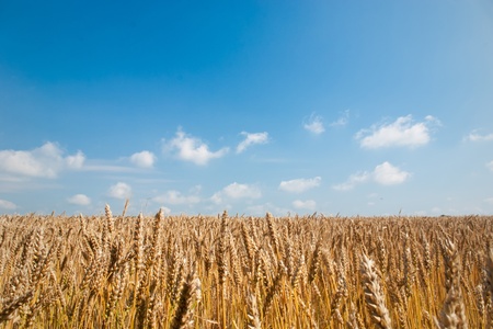 ripened wheat field の写真素材