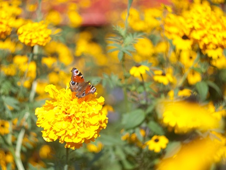 Inachis io & marigoldsの写真素材