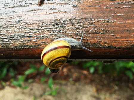 a brown and yellow striped snail upside down, crawling on a wooden bench, after a big rain, in the afternoonの写真素材