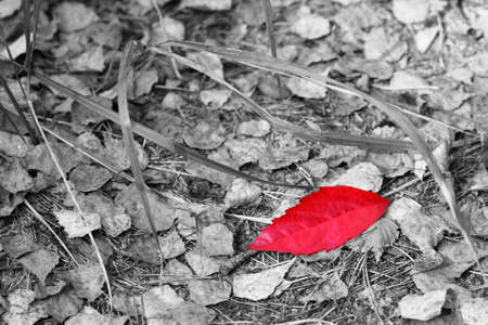 Red leafの写真素材