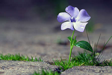 Spring flowerの写真素材