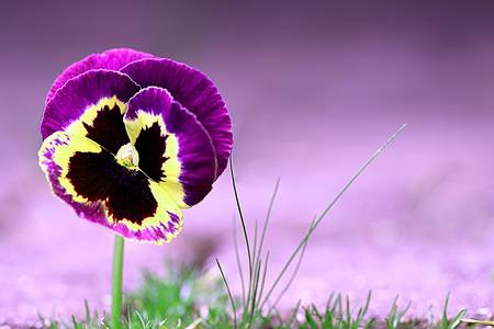 Spring pansyの写真素材