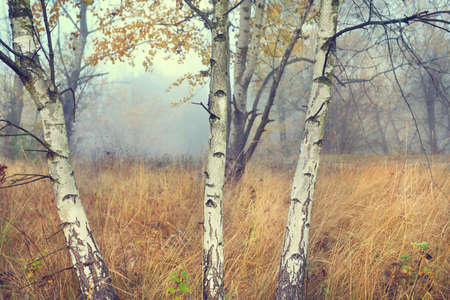 Autumn view of the misty glade of young birches