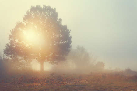 Amazing view of foggy morning - lonely tree on a gladeの写真素材
