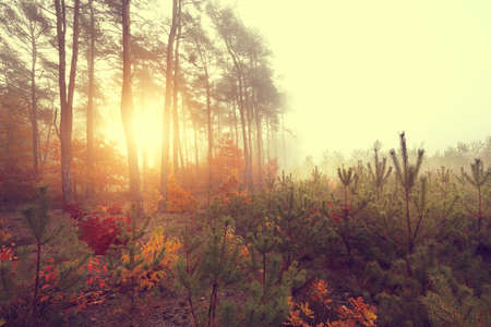 Sunny autumn morning in a colorful forest