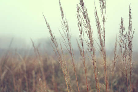 wild grass on dirt meadow with vintage styleの写真素材