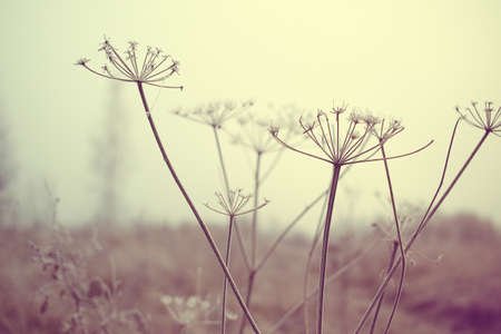 dry meadow plants backgroundの写真素材