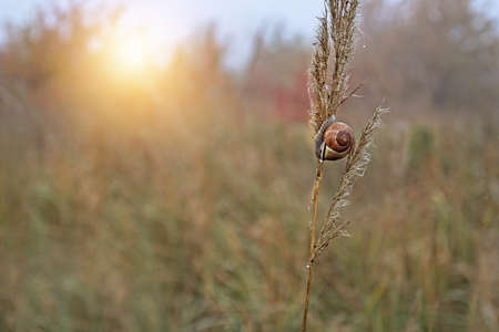 snail on a blade of grassの写真素材