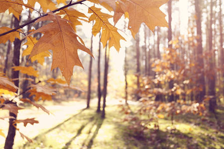 Sunny autumn morning in the forestの写真素材