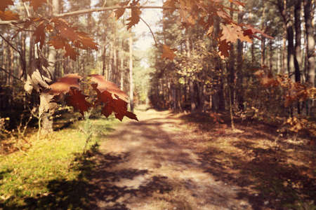 Sunny autumn morning in the park