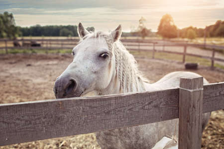 White horse on a farm