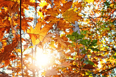 colorful leaves in the forestの写真素材