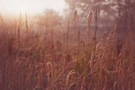 Morning and idylic field の写真素材