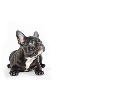 Young french bulldog on a white backgroundの写真素材