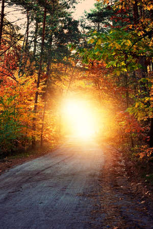 Misty and autumn morning in the forestの写真素材