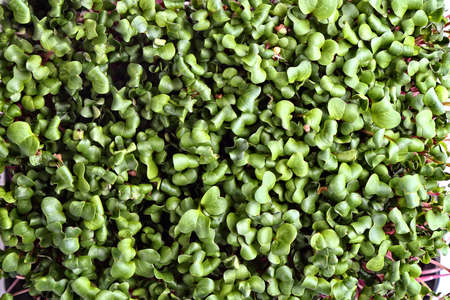 healthy microgreens sprouts background