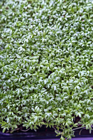 healthy breeding of micro greens plants