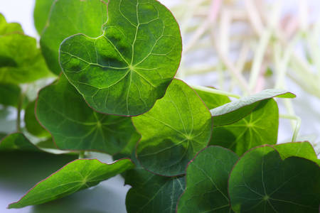 microgreens and healthy sprouts on a white backgroundの写真素材