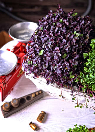 healthy and fresh micro greens sprouts