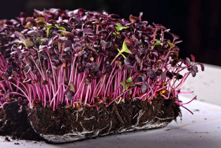 healthy and fresh natural sprouts
