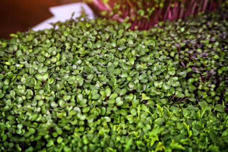 green and healthy microgreens backgroundの写真素材