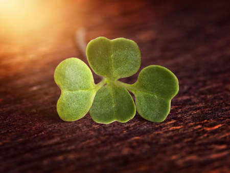 four-leaf clover on woodの写真素材