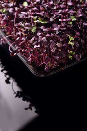 healthy and fresh sprouts on a black backgroundの写真素材