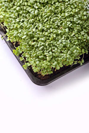 microgreens and healthy sprouts on a white backgroundの写真素材