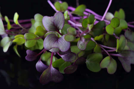 healthy and fresh sprouts on a black backgroundの写真素材