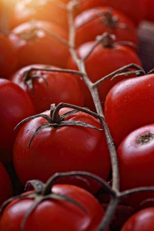 healthy red cherry tomatoesの写真素材