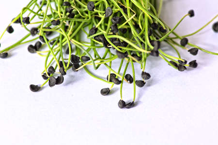 Closeup on healthy plant microgreens sproutsの写真素材
