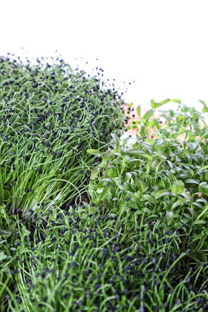 healthy and green microgreens sprouts in the home gardenの写真素材