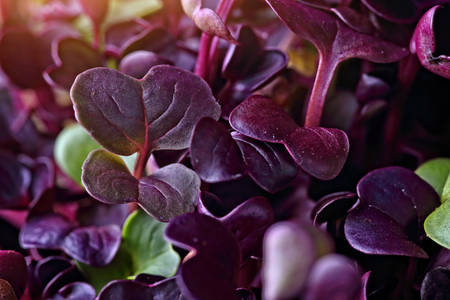 Violet sprouts close up background